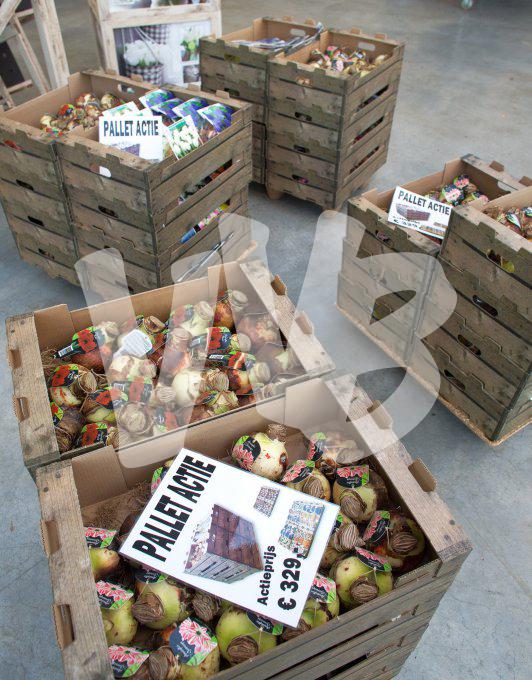 bloemen en planten vvbvanbree     1063